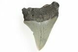 Serrated, Juvenile Megalodon Tooth - North Carolina #190918-1